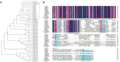 Identification and characterization of a novel gene involved in glandular trichome development in Nepeta tenuifolia